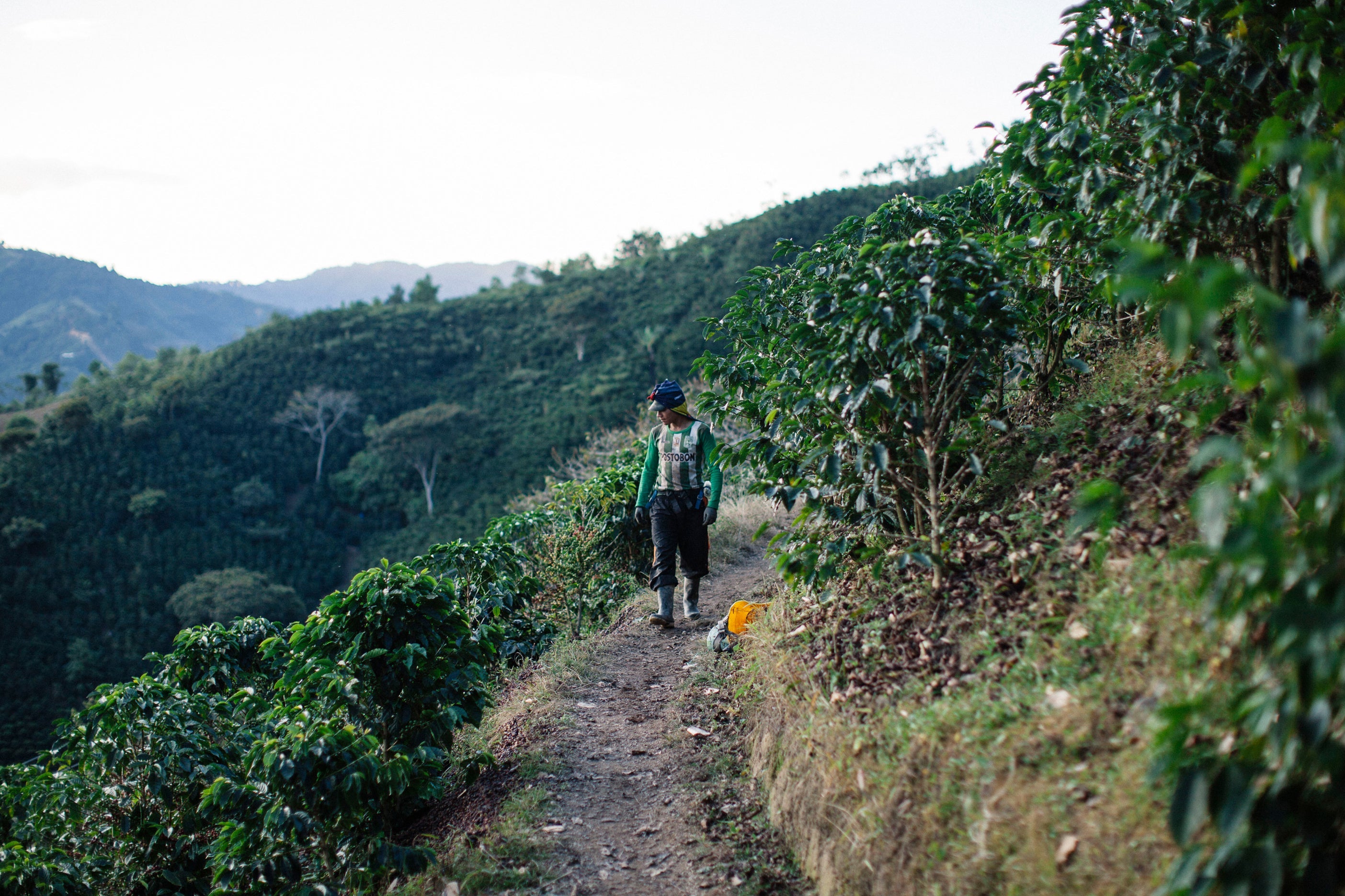 The Cultivar Conundrum: Robusta vs. Arabica Coffee