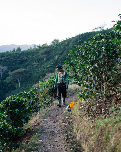 The Cultivar Conundrum: Robusta vs. Arabica Coffee