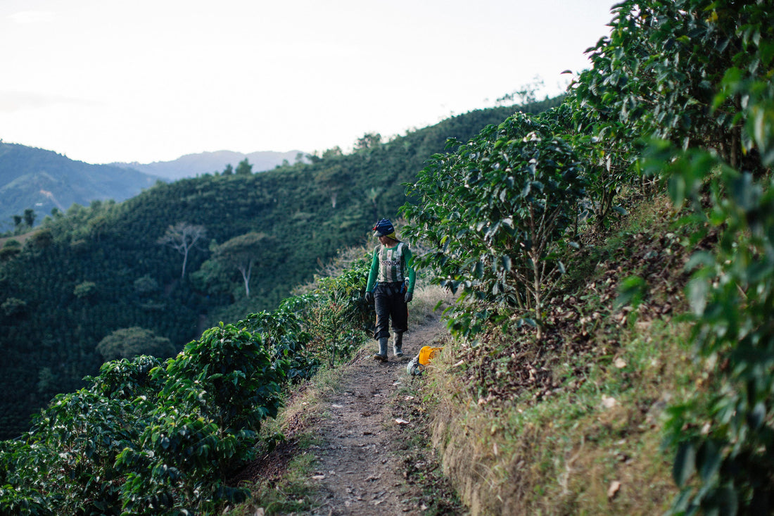 The Cultivar Conundrum: Robusta vs. Arabica Coffee